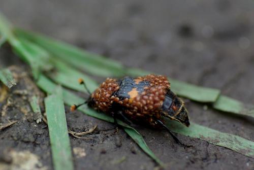 Réf. 26 334 : Nicrophorus sp.