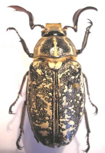 Polyphylla boryi