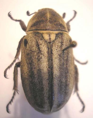 Réf. 26 394 : Anoxia matutinalis