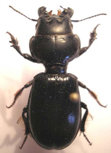 Scarites buparius