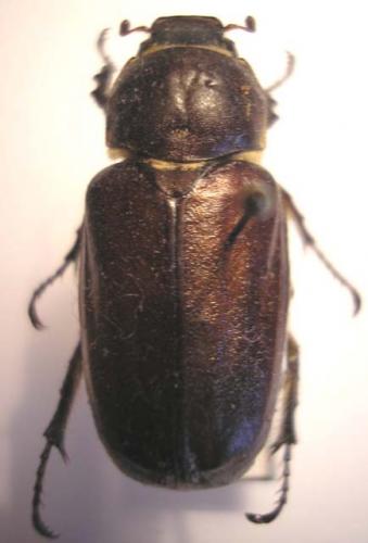 Réf. 26 395 : Anoxia sp.