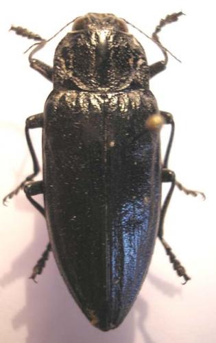 Chalcophora detrita