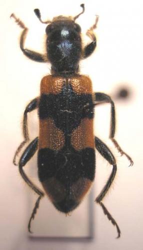 Trichodes crabroniformis