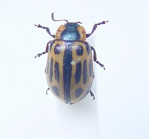 Réf. 26 731 : Chrysomela lineatopunctata