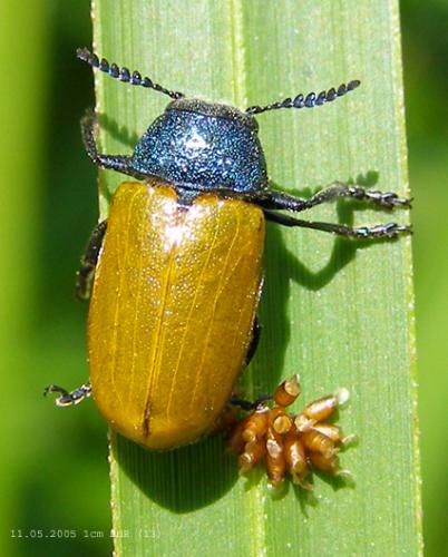 Réf. 26 922 : Labidostomis sp.