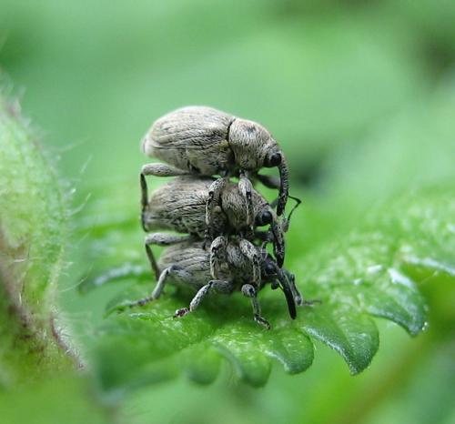 Réf. 26 453 : Sibinia sp.