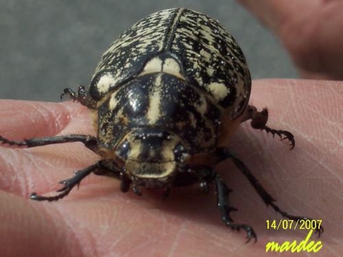 Polyphylla fullo