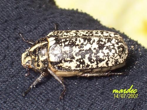 Polyphylla fullo