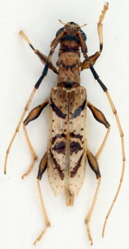 Compsibidion vanum