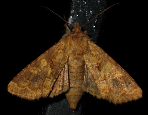 Réf. 26 811 : Conisania luteago