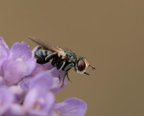 Réf. 26 325 : Thecophora atra