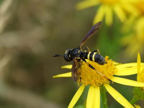 Conops flavipes