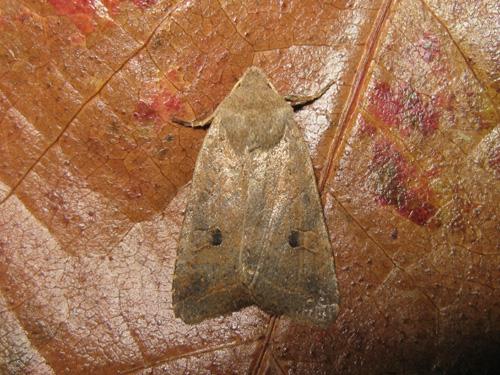 Réf. 26 770 : Agrochola sp.