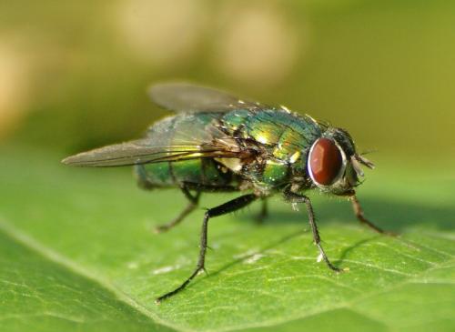 Lucilia sp.