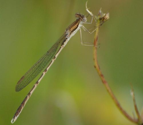 Réf. 26 053 : Sympecma fusca