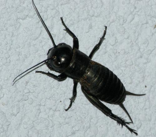 Réf. 26 267 : Gryllus campestris