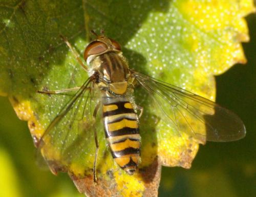 Episyrphus balteatus