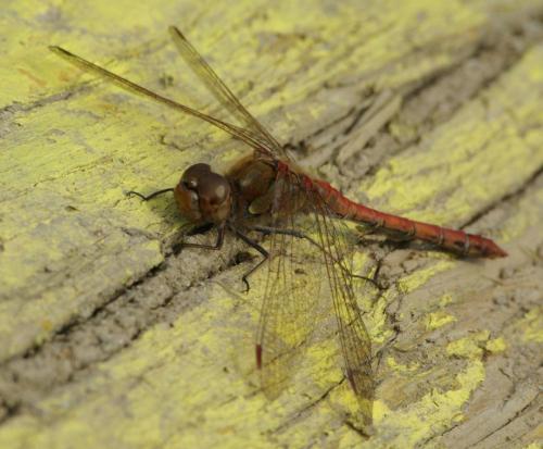 Sympetrum striolatum