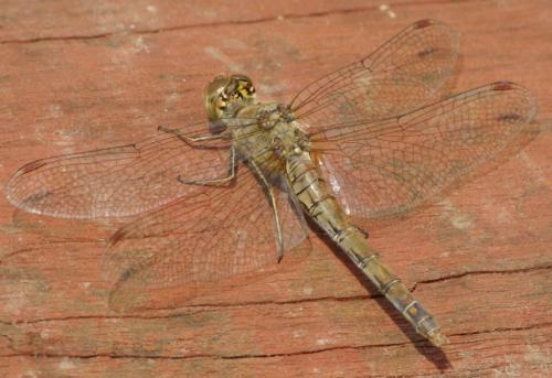 Sympetrum striolatum