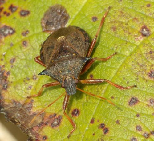 Picromerus bidens