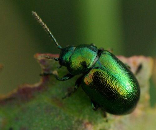 Gastrophysa viridula