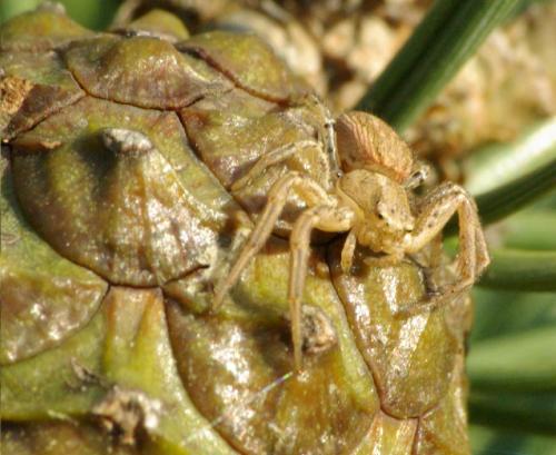 Xysticus sp.