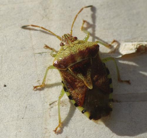 Elasmucha grisea grisea