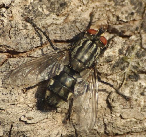 Sarcophaga sp.