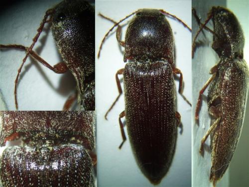 Melanotus crassicollis