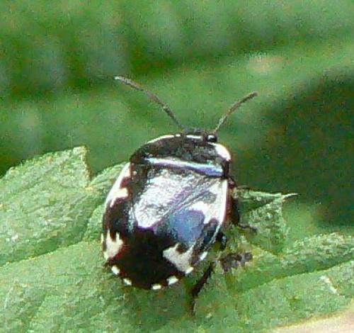 Tritomegas sp.