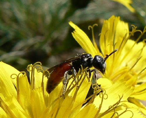Réf. 26 028 : Sphecodes sp.