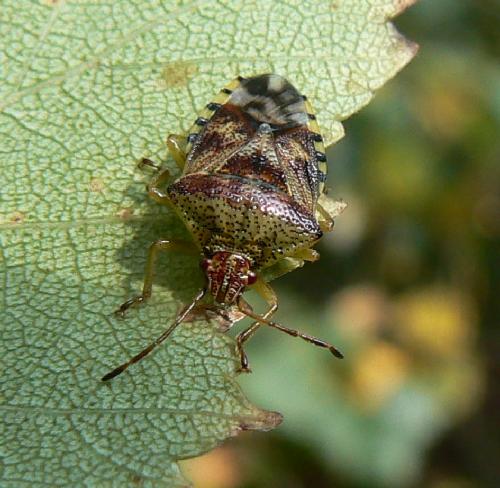 Elasmucha grisea grisea