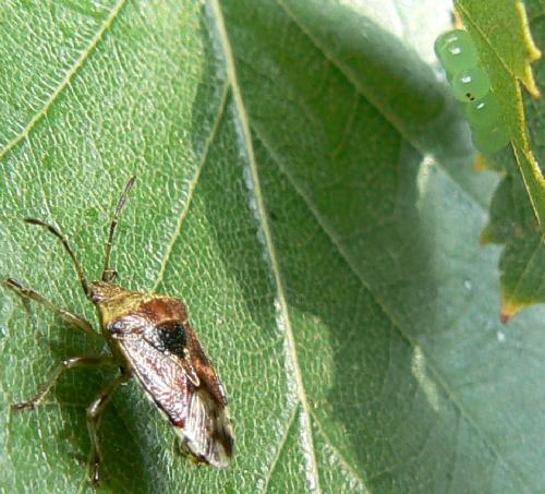 Elasmucha grisea grisea