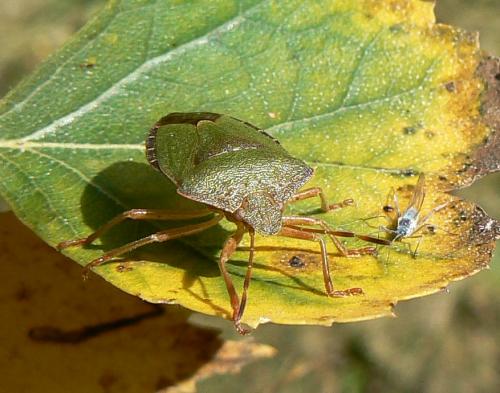 Palomena prasina