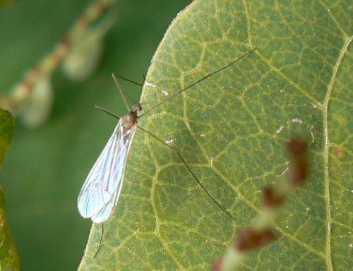 Trichocera sp.