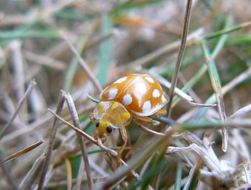 Halyzia sedecimguttata