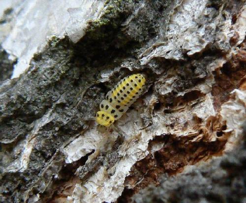 Réf. 26 162 : Halyzia sedecimguttata
