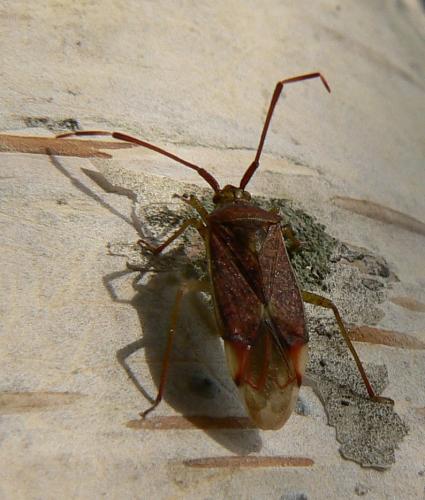 Pantilius tunicatus
