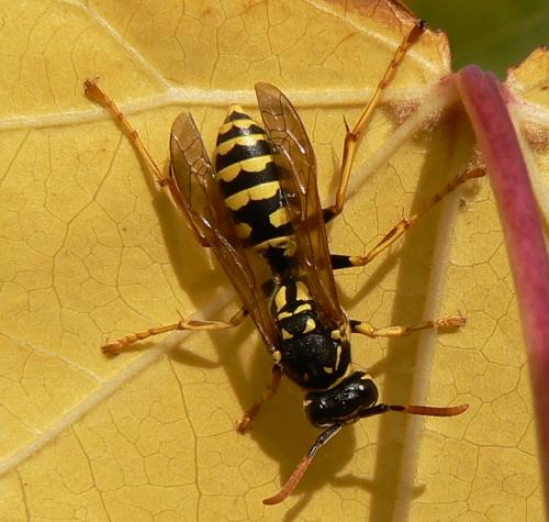 Réf. 26 238 : Polistes dominula
