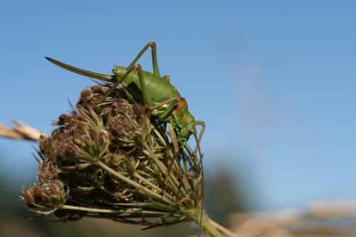 Réf. 26 409 : Ephippiger diurnus diurnus