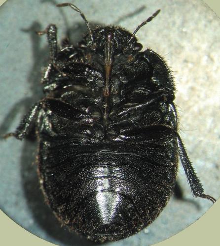 Réf. 26 740 : Odontoscelis sp.