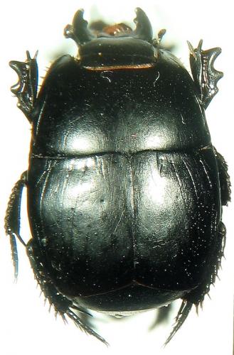 Réf. 26 741 : Pactolinus major