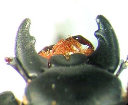 Réf. 26 743 : Pactolinus major