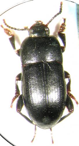 Pedinus meridianus