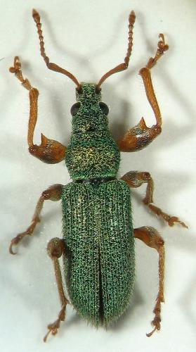 Réf. 26 759 : Phyllobius pellitus