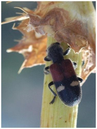 Réf. 26 400 : Tilloidea transversalis