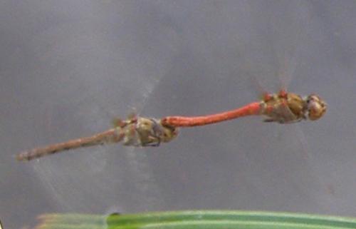 Sympetrum meridionale