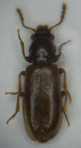 Lissodema cursor