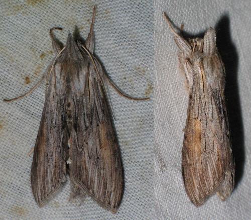 Réf. 26 805 : Cucullia umbratica