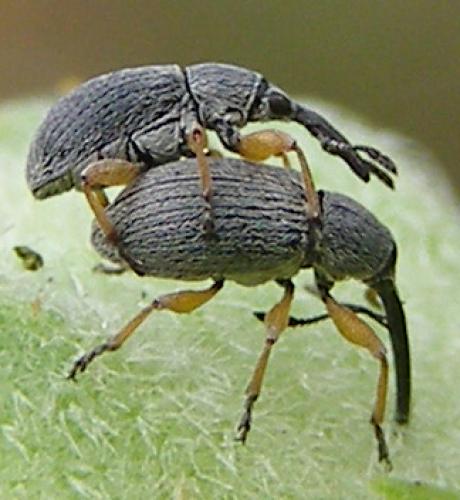 Rhopalapion longirostre